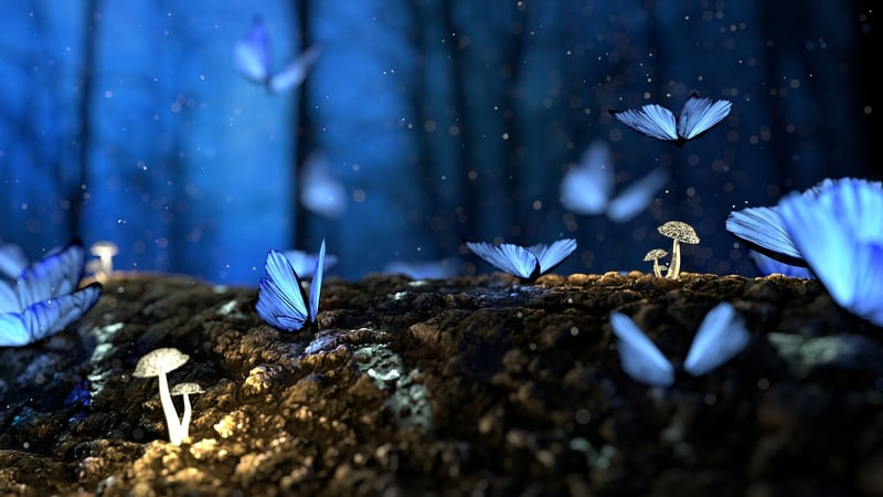 Fairytale Forest Spots