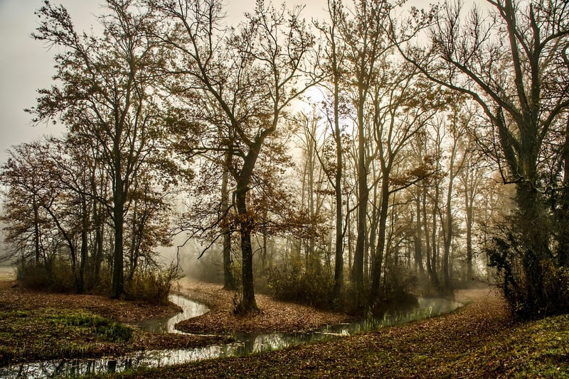 Woodland Forest